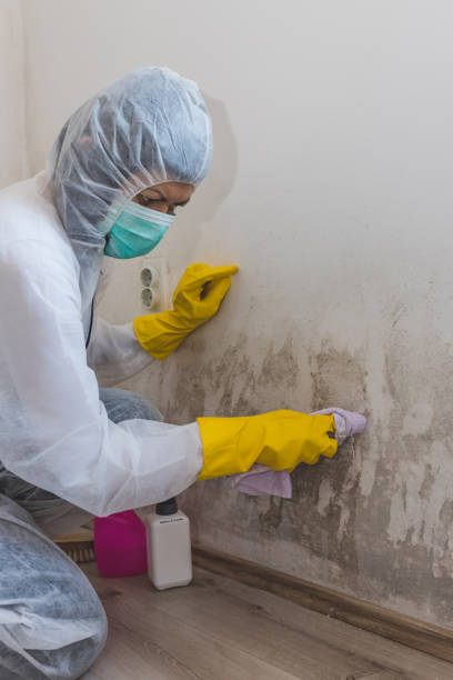 Best Environmental Consulting for Mold Prevention  in Hawaiian Paradise Park, HI