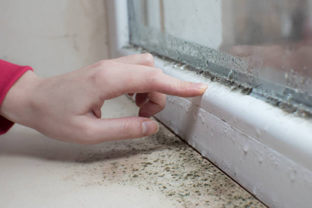 Best Basement Mold Removal  in Hawaiian Paradise Park, HI