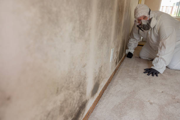 Professional Mold Removal in Hawaiian Paradise Park, HI